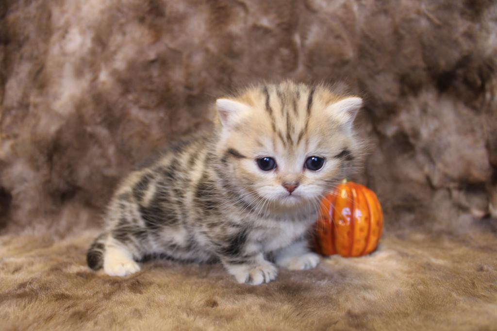 English Muffin Kittens photo 14