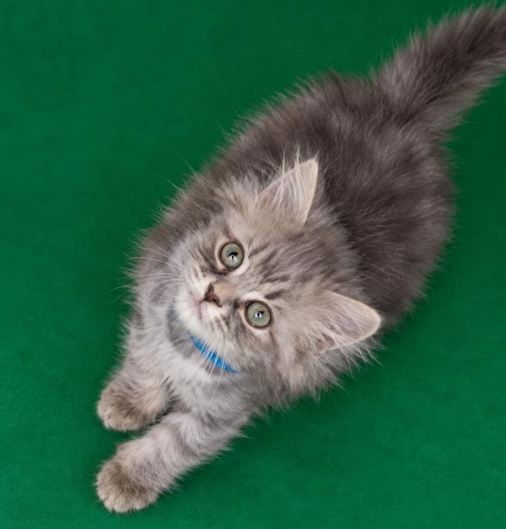 Estella And Sebastian photo 5