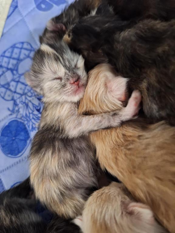 November Litter photo 4