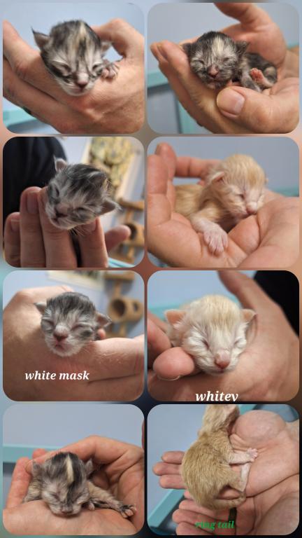 November Litter photo 1