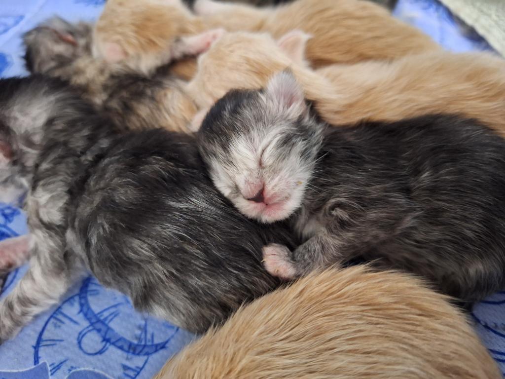 November Litter photo 2