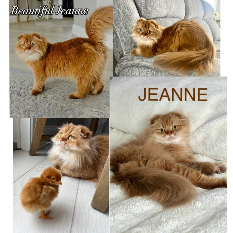 Scottish  Longhair photo 2