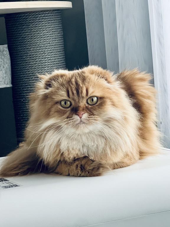 Scottish  Longhair photo 1