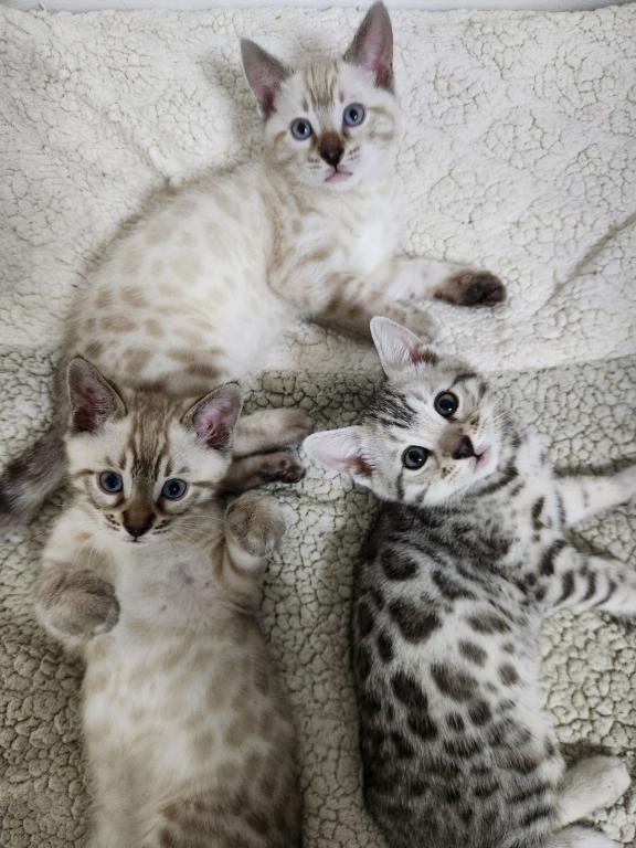 Bengalsdream photo 2