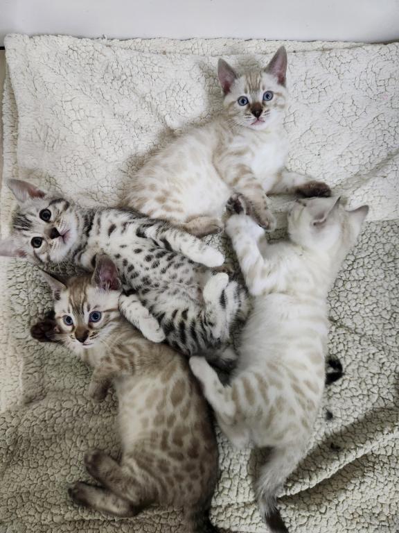 Bengalsdream photo 3