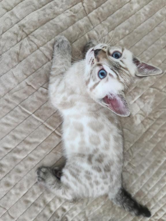 Bengalsdream photo 6
