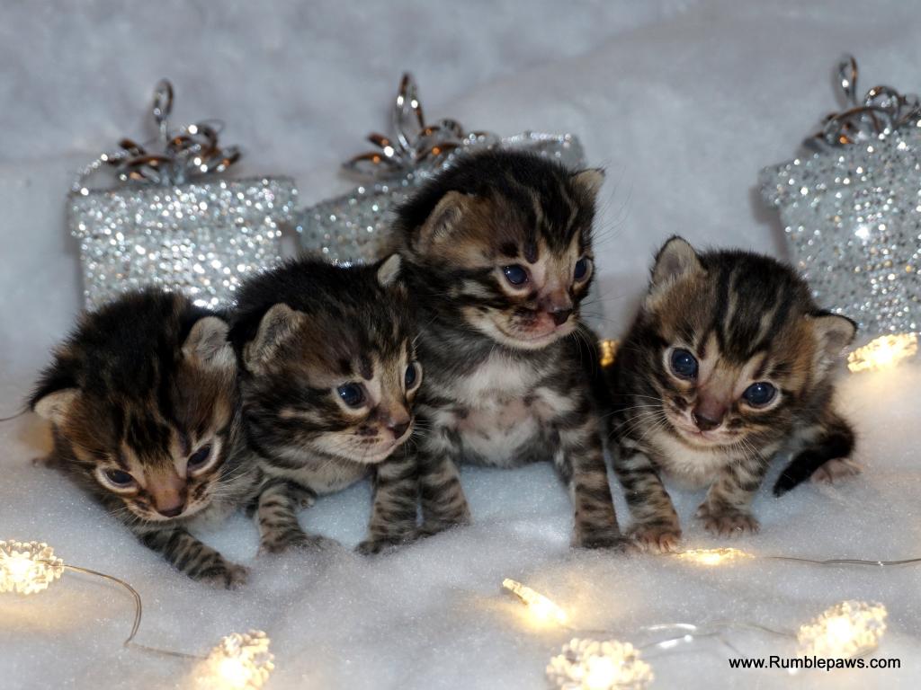 Open Inquiries For Upcoming Bengal Litter photo 2