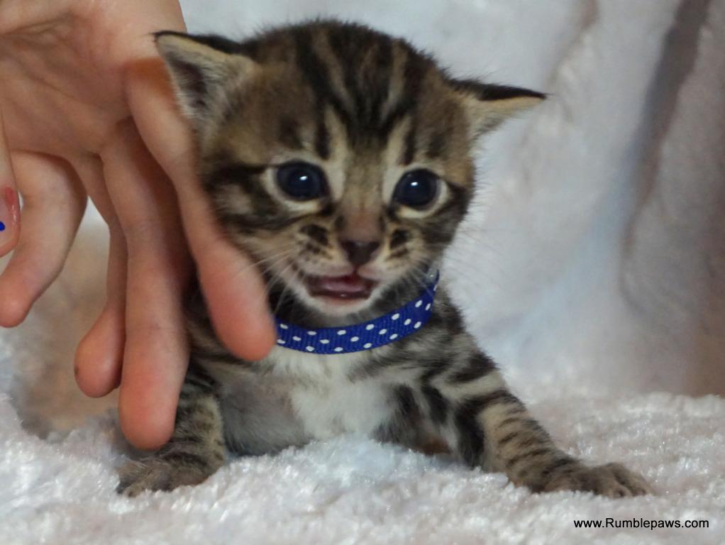 Open Inquiries For Upcoming Bengal Litter photo 7