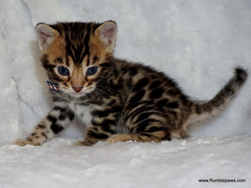 Open Inquiries For Upcoming Bengal Litter photo 1