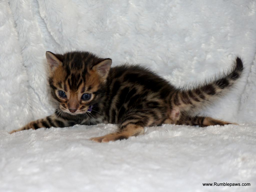 Open Inquiries For Upcoming Bengal Litter photo 8