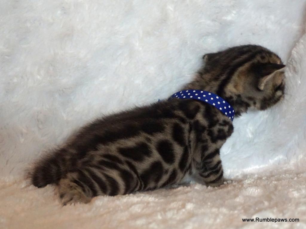 Open Inquiries For Upcoming Bengal Litter photo 6