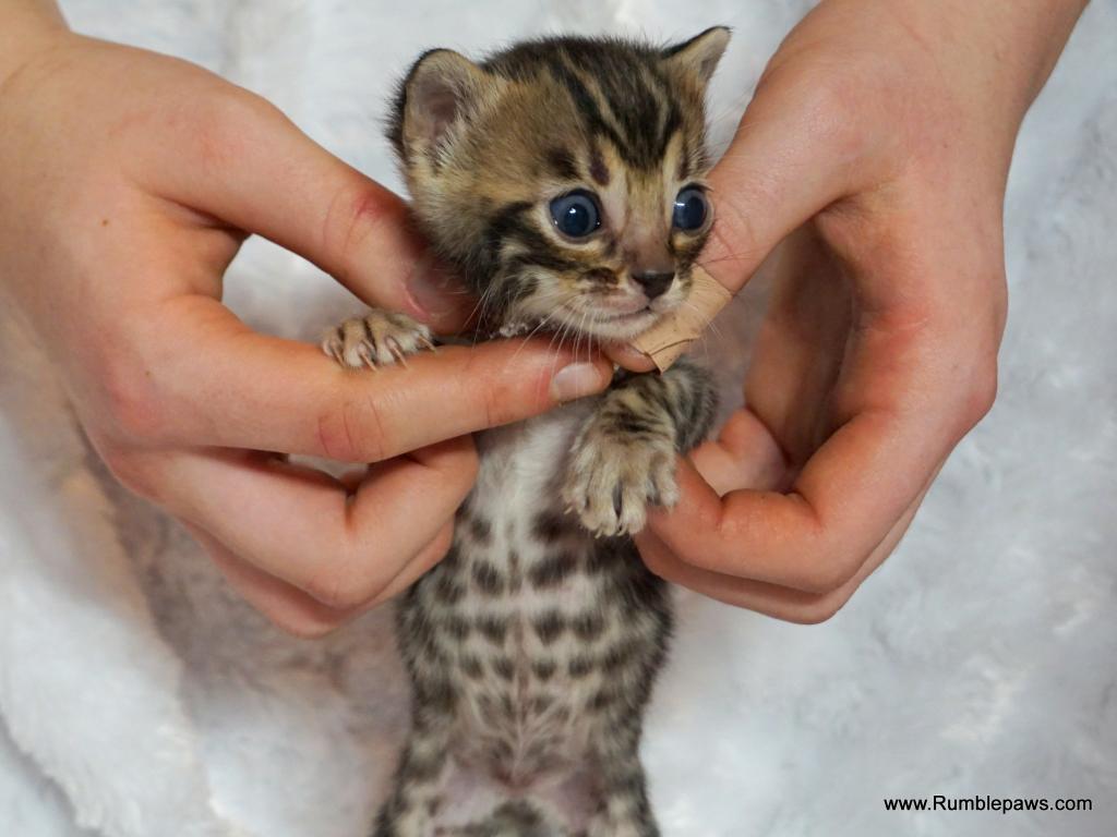 Open Inquiries For Upcoming Bengal Litter photo 4