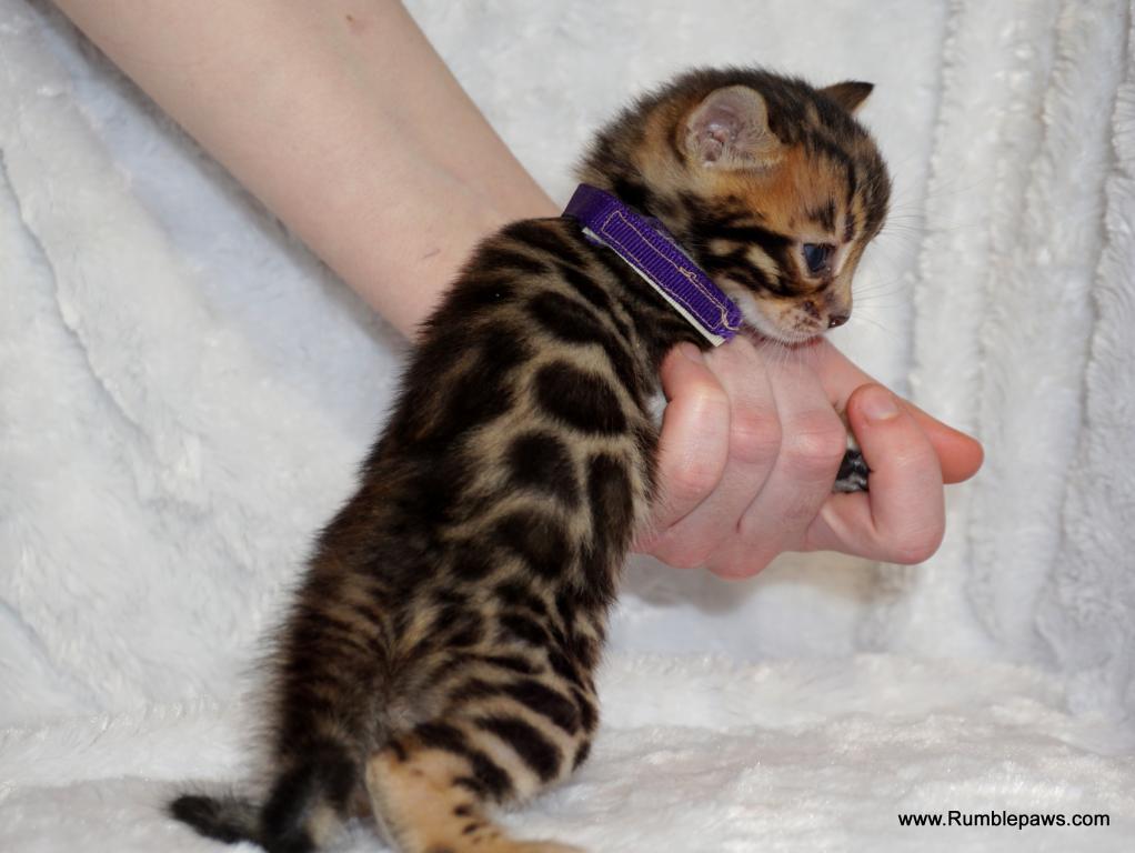 Open Inquiries For Upcoming Bengal Litter photo 9