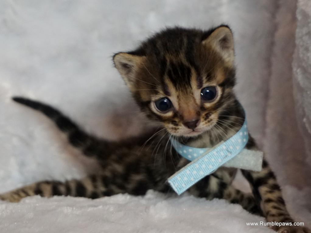 Open Inquiries For Upcoming Bengal Litter photo 3