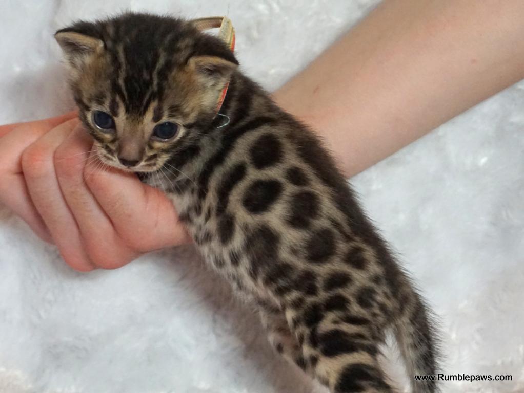 Open Inquiries For Upcoming Bengal Litter photo 5