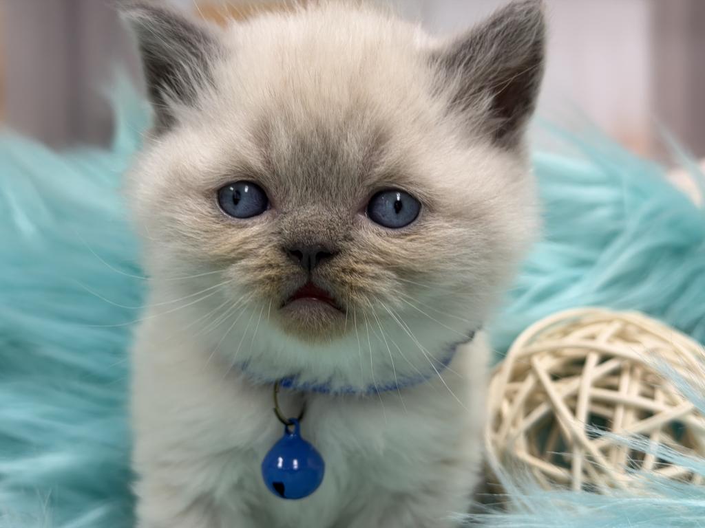 Portland Balu Scottish Straight Kitten photo 7