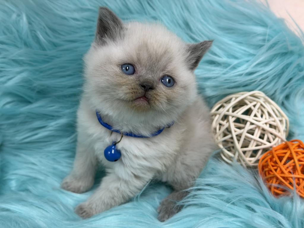 Portland Balu Scottish Straight Kitten photo 2