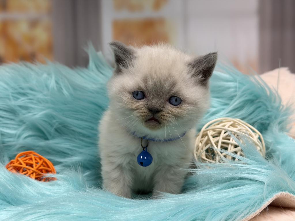 Portland Balu Scottish Straight Kitten photo 6