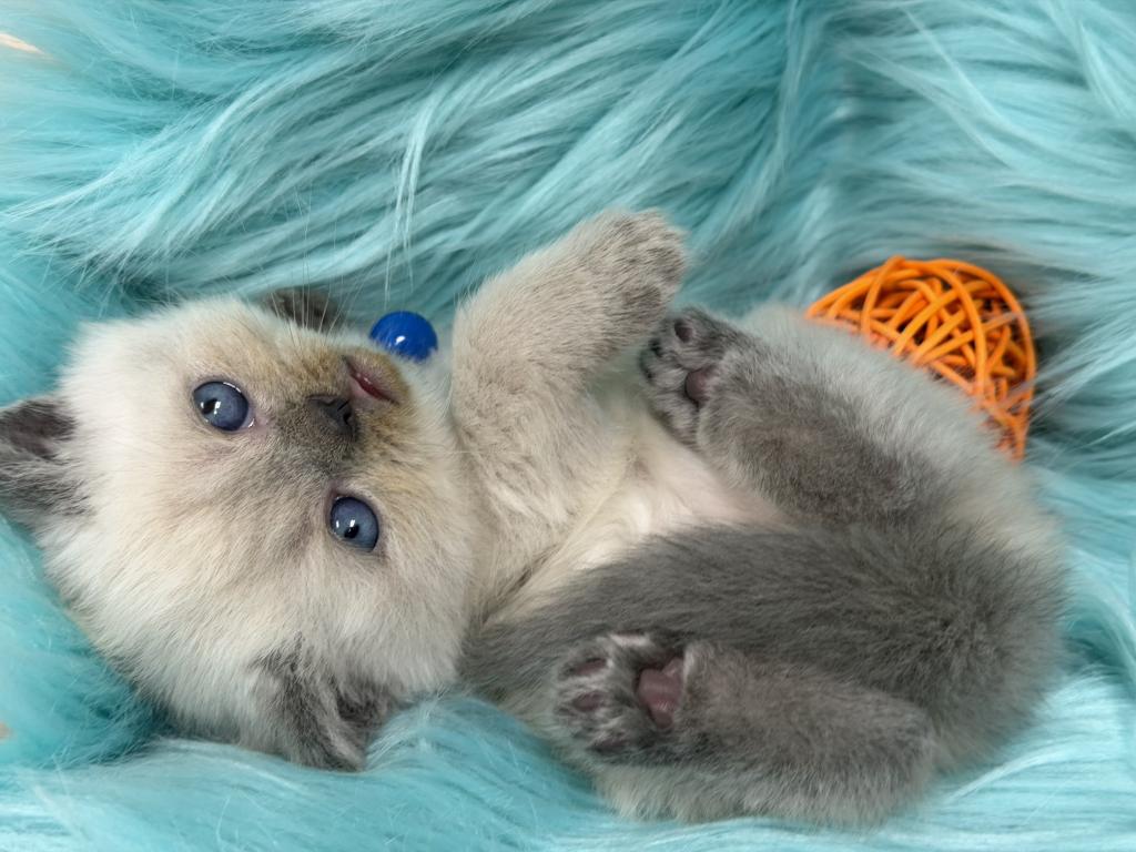 Portland Balu Scottish Straight Kitten photo 1