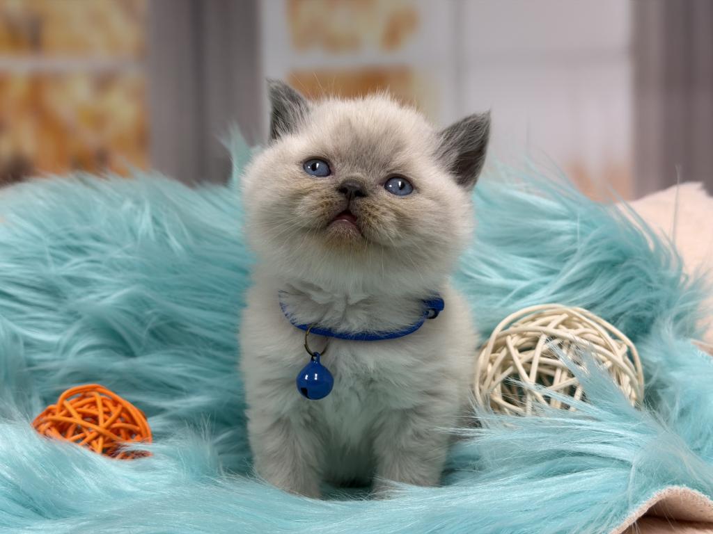 Portland Balu Scottish Straight Kitten photo 5