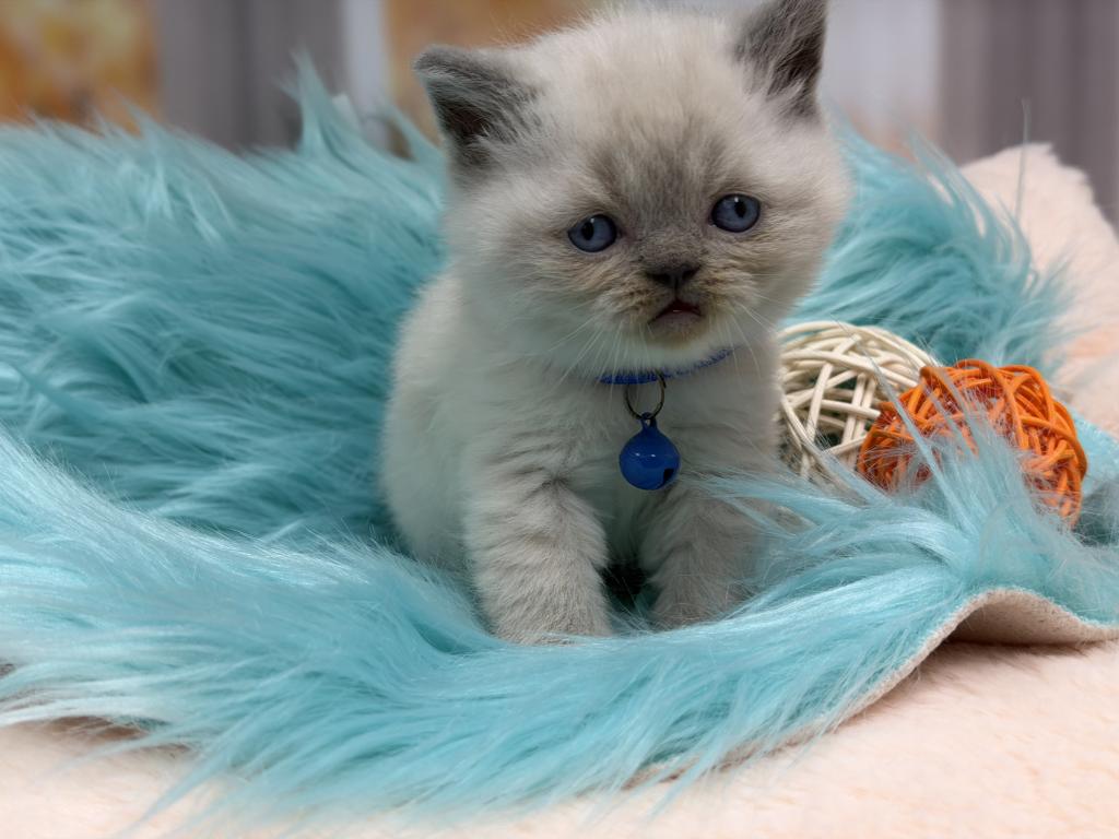 Portland Balu Scottish Straight Kitten photo 4