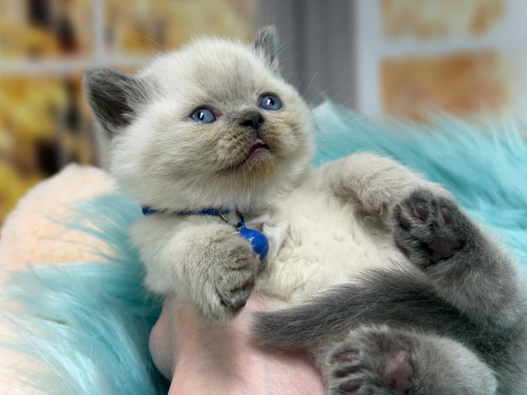 Portland Balu Scottish Straight Kitten photo 8