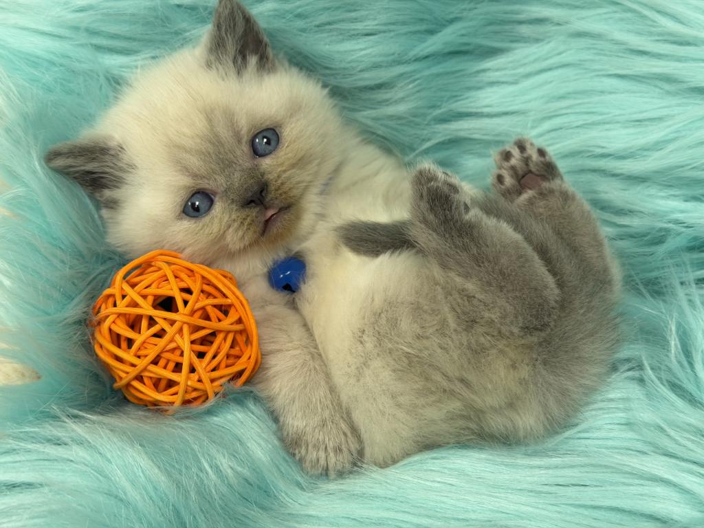 Portland Balu Scottish Straight Kitten photo 3