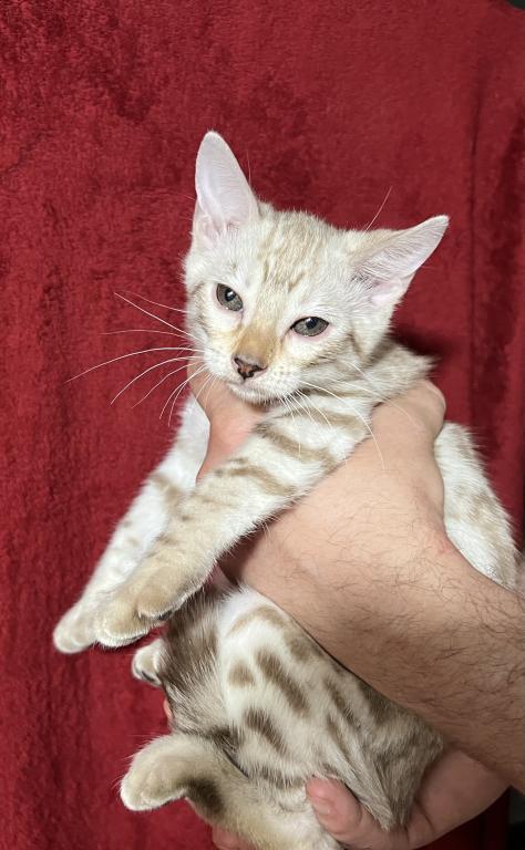 Hibernian Lynx Kittens photo 4