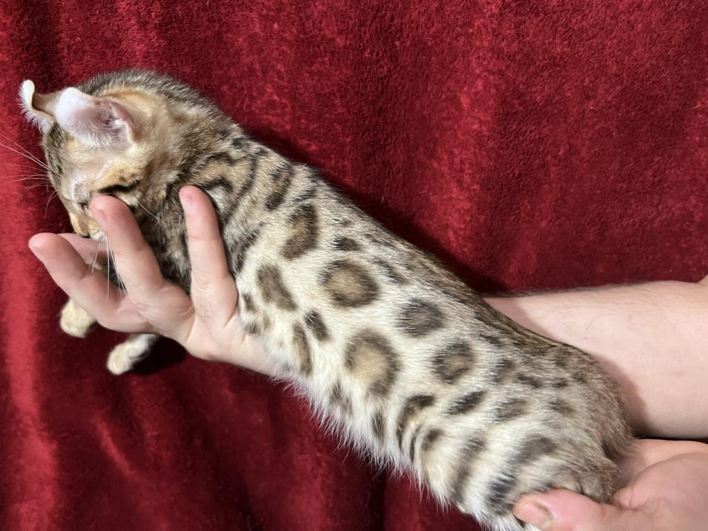 Hibernian Lynx Kittens photo 14
