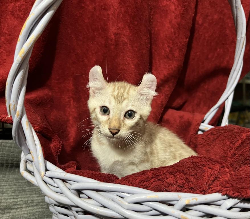 Hibernian Lynx Kittens photo 8