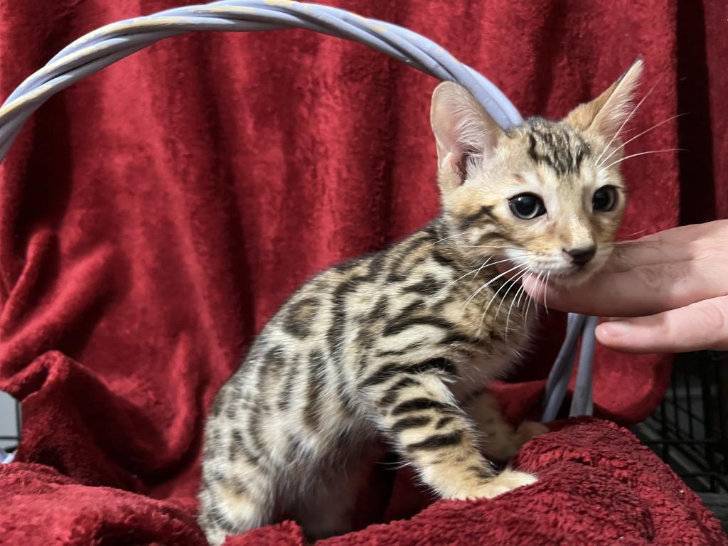 Hibernian Lynx Kittens photo 7