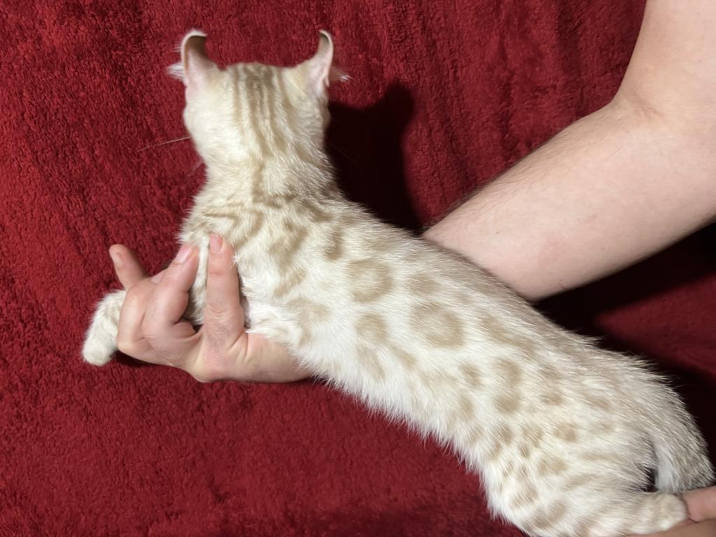 Hibernian Lynx Kittens photo 17