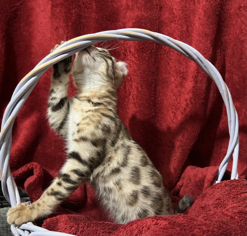 Hibernian Lynx Kittens photo 10