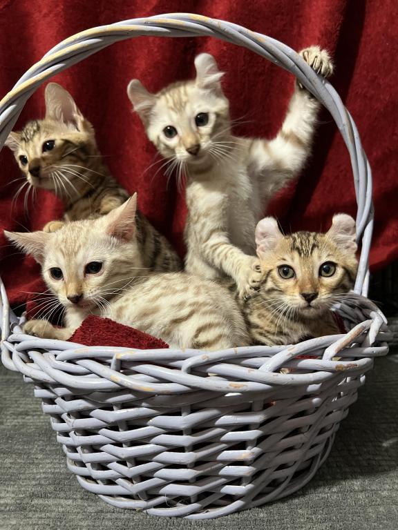 Hibernian Lynx Kittens photo 1