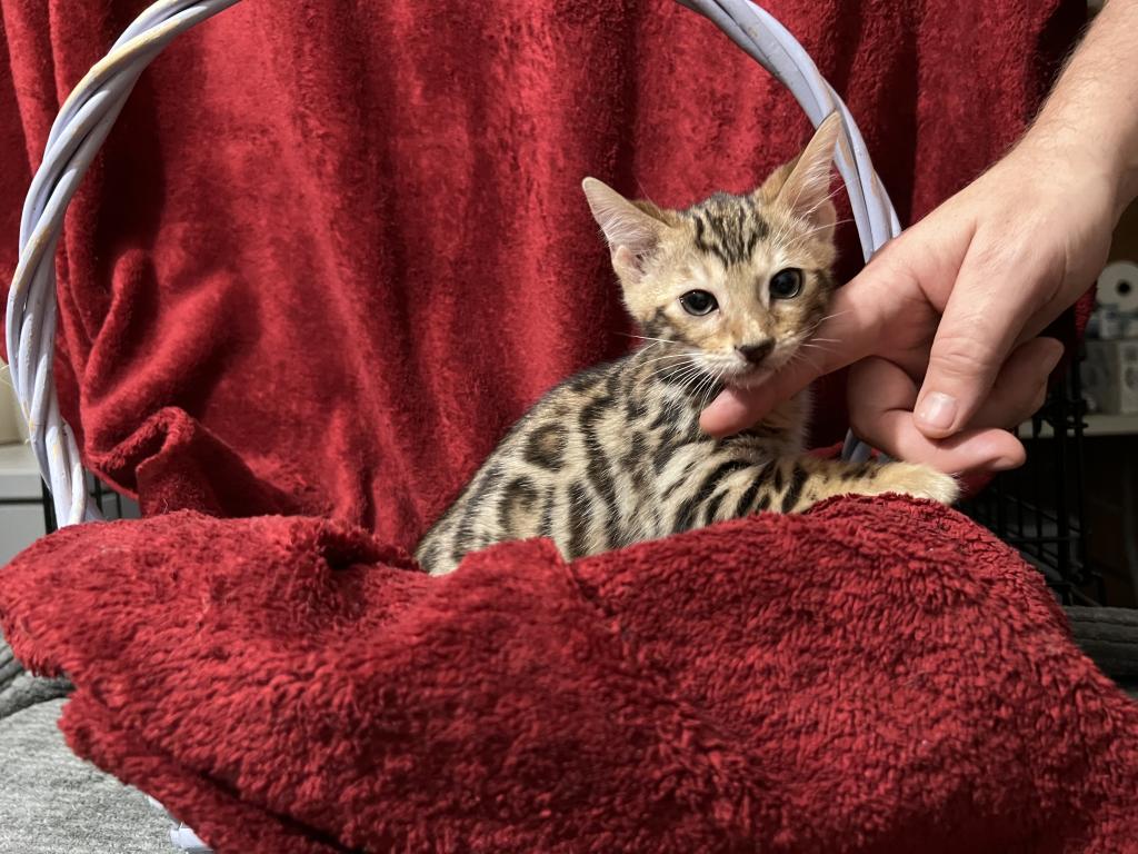 Hibernian Lynx Kittens photo 5
