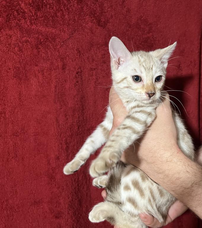 Hibernian Lynx Kittens photo 3
