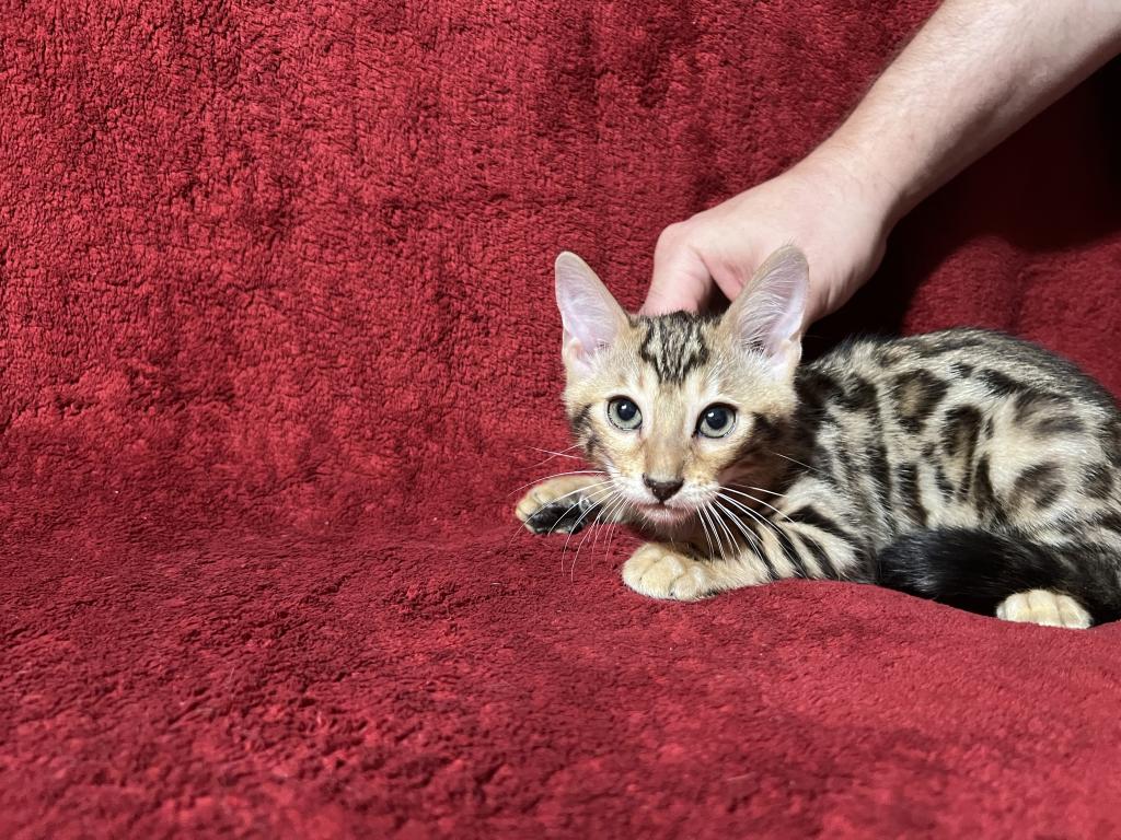 Hibernian Lynx Kittens photo 6