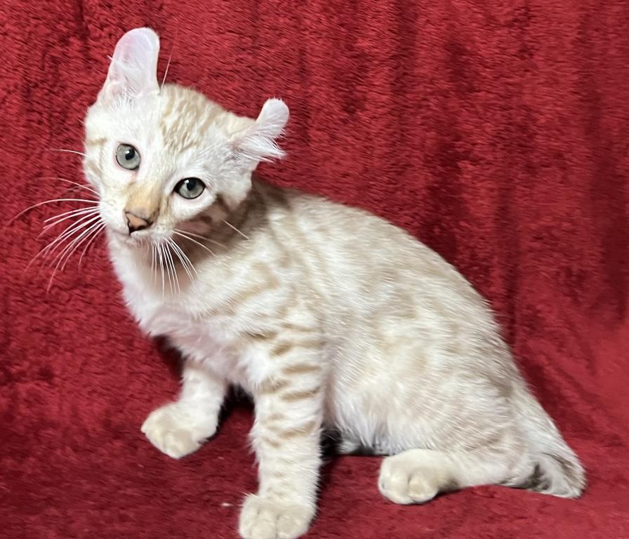 Hibernian Lynx Kittens photo 2