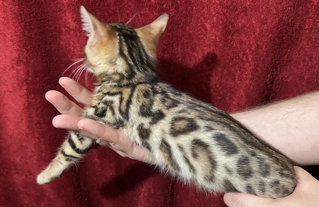 Hibernian Lynx Kittens photo 16