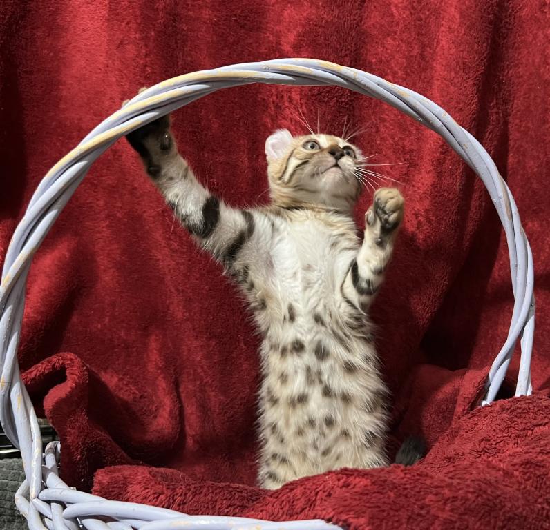 Hibernian Lynx Kittens photo 11