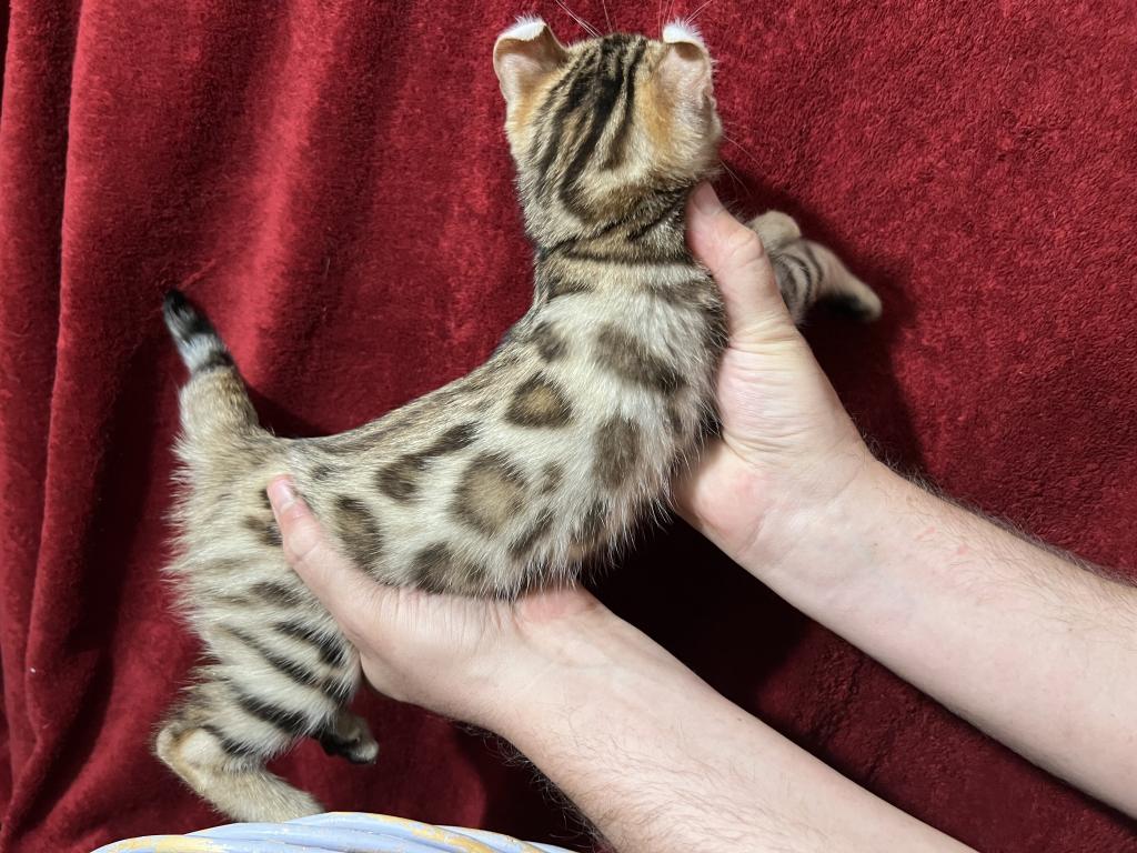Hibernian Lynx Kittens photo 13