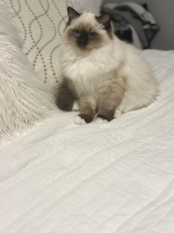 Darling Dollcats photo 5