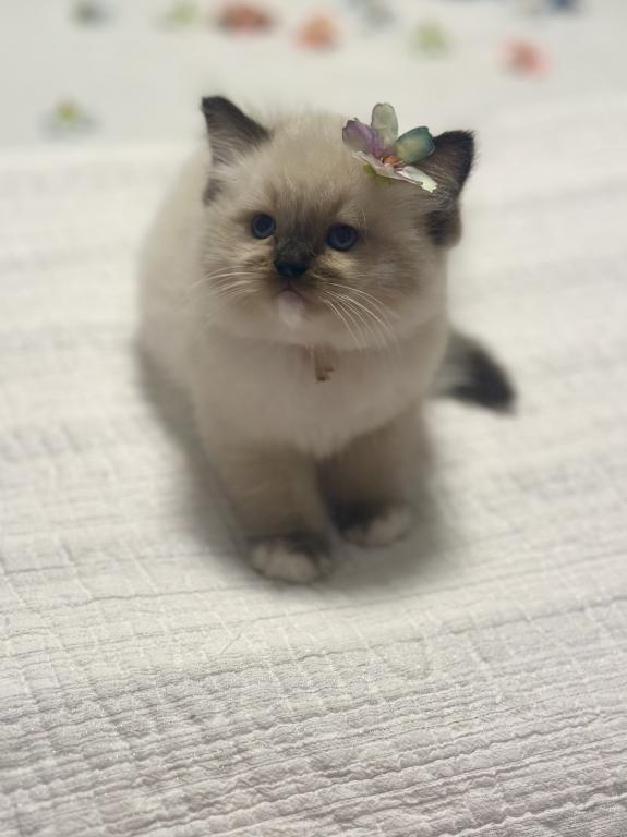 Darling Dollcats photo 13