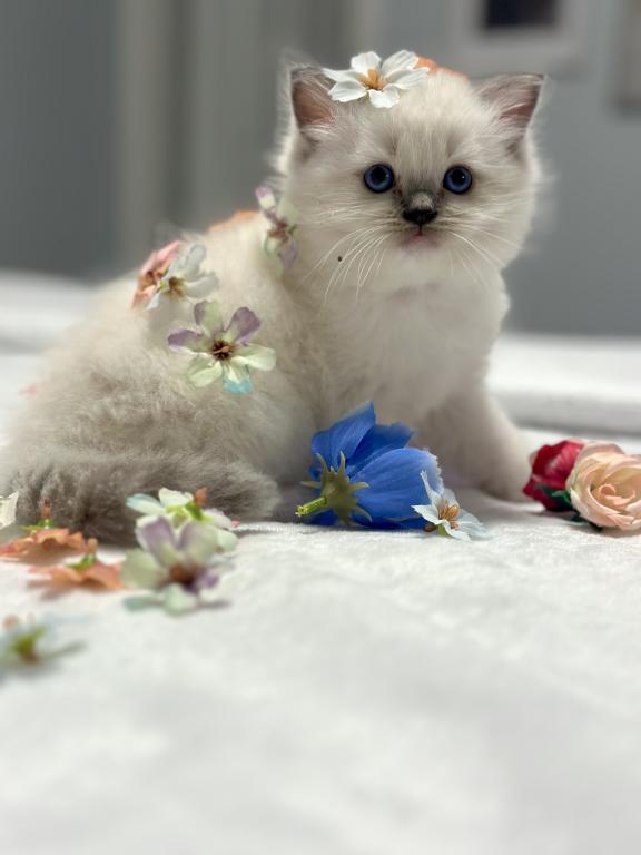 Darling Dollcats photo 10