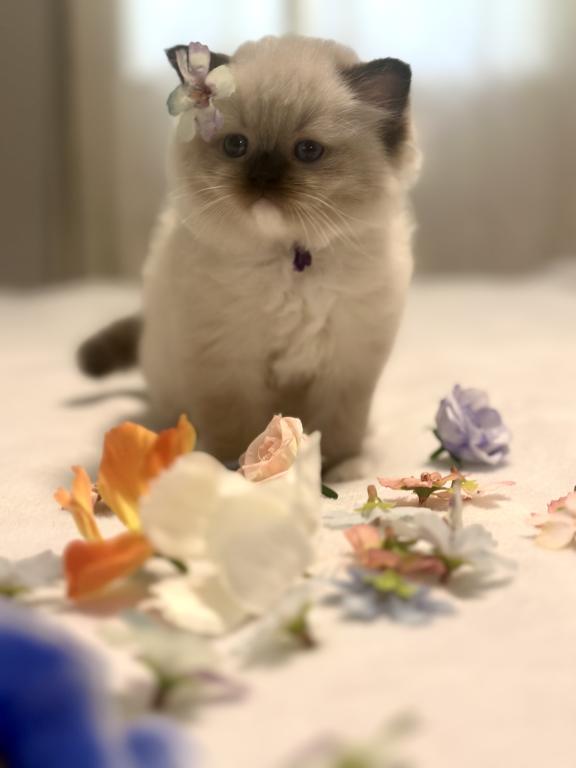Darling Dollcats photo 9