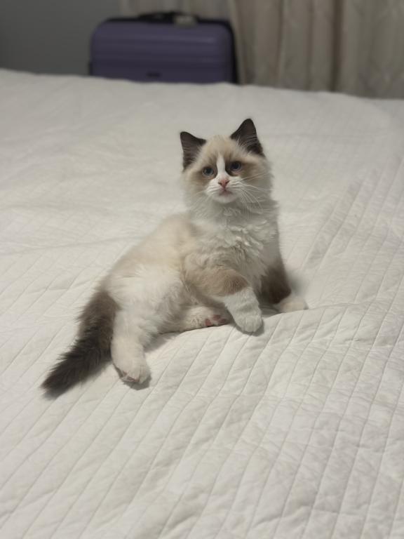 Darling Dollcats photo 3