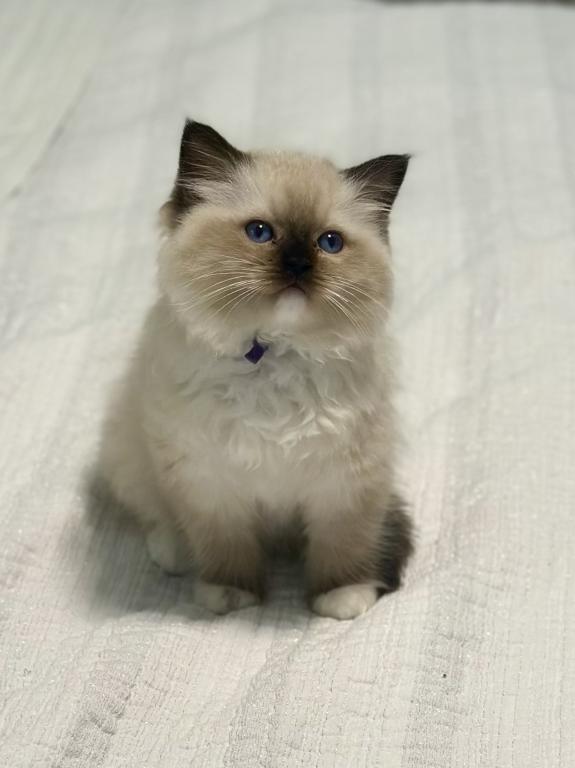 Darling Dollcats photo 15