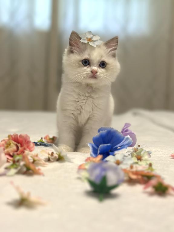 Darling Dollcats photo 12