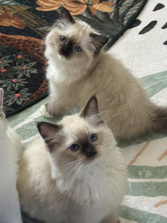 Darling Dollcats photo 17