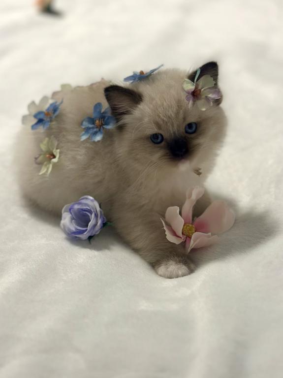 Darling Dollcats photo 1